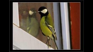 "Синица,моя  ты  синица"-читает автор Галина Катрачёва