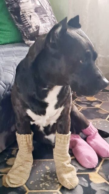 связала носки, греем лапки после улицы