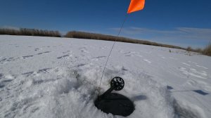 РЫБАЛКА НА ЩУКУ И ОКУНЯ. ЖЕРЛИЦЫ В ДЕЛЕ