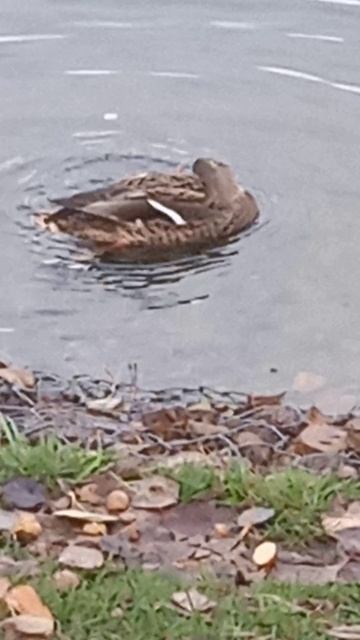 Осенние ванны