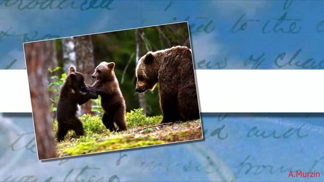 Stive Morgan - Once Again Autumn