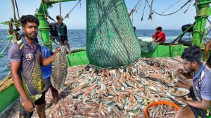 ТОННЫ КАЛЬМАРОВ в одном трале! / Приготовление свежего океанского рыбного карри в море