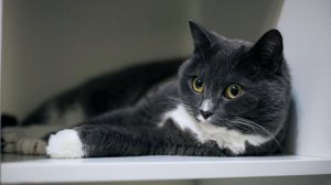 Ведущие утреннего эфира ОТРК «Югра» поговорили про кошачьих членов семьи