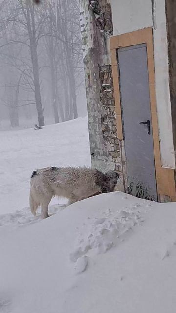 снегопад, больничные собачки ждут свой паек)