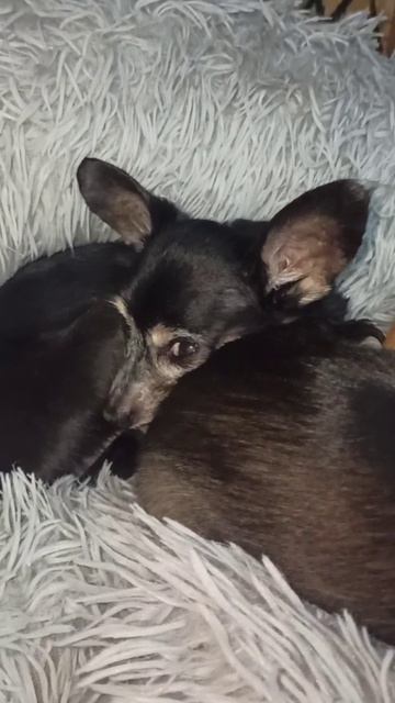 Семья той-терьеров. Мама, папа и щенки. 3 марта 2026 г.