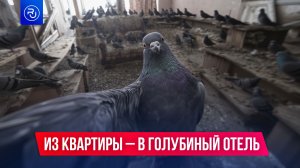 Квартира жителя Воркуты превратилась в голубиный отель