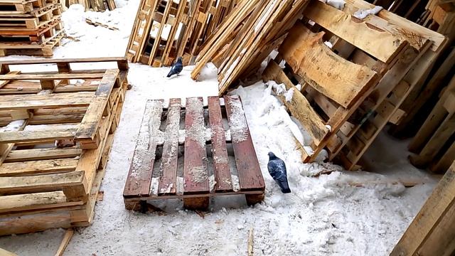 Святые птахи ищут прокорм