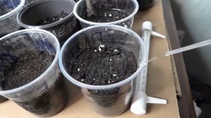 Как помочь семенам всходить