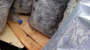 Наблюдаем за грибами