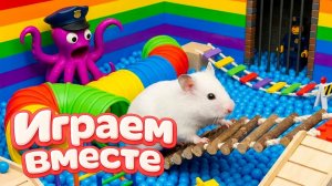 ХОМЯК ВЫБИРАЕТСЯ ИЗ СЕКРЕТНОЙ ХОМЯЧЕЙ ТЮРЬМЫ ! Помогаем выбраться из лабиринта🏆 №3
