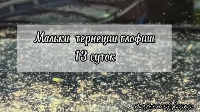 Мальки тернеции глофиш (13 суток)