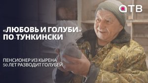 «Любовь и голуби» по-тункински. Пенсионер из Кырена 50 лет разводит голубей