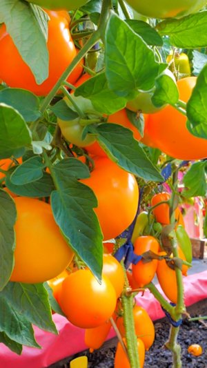 Низкорослые гиганты вкуса: оранжевые томаты.