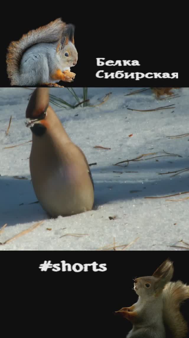 Свиристель прыгает по снегу