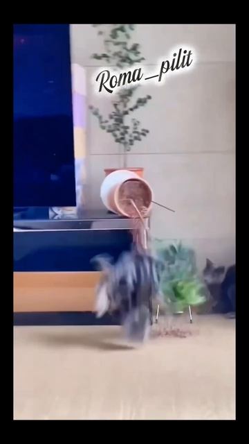 #котик #животные #смех #юмор
