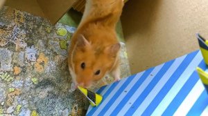 ПОТЕРЯННЫЙ ХОРЬЧОК !Хомяк заботится о малыше. Нападение пчелы в «Истории о хомяке»