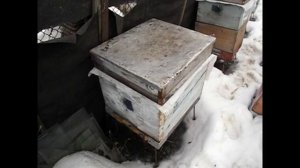 март, как перезимовал на воле отводок пчел со снятой в феврале подушкой ( видео из архива )