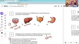 ОГЭ: Ткани. Эндокринная система