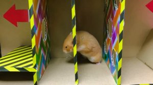 План ограбления магазина мороженого. Лабиринт с хомячьими ловушками из «Истории о хомяке»