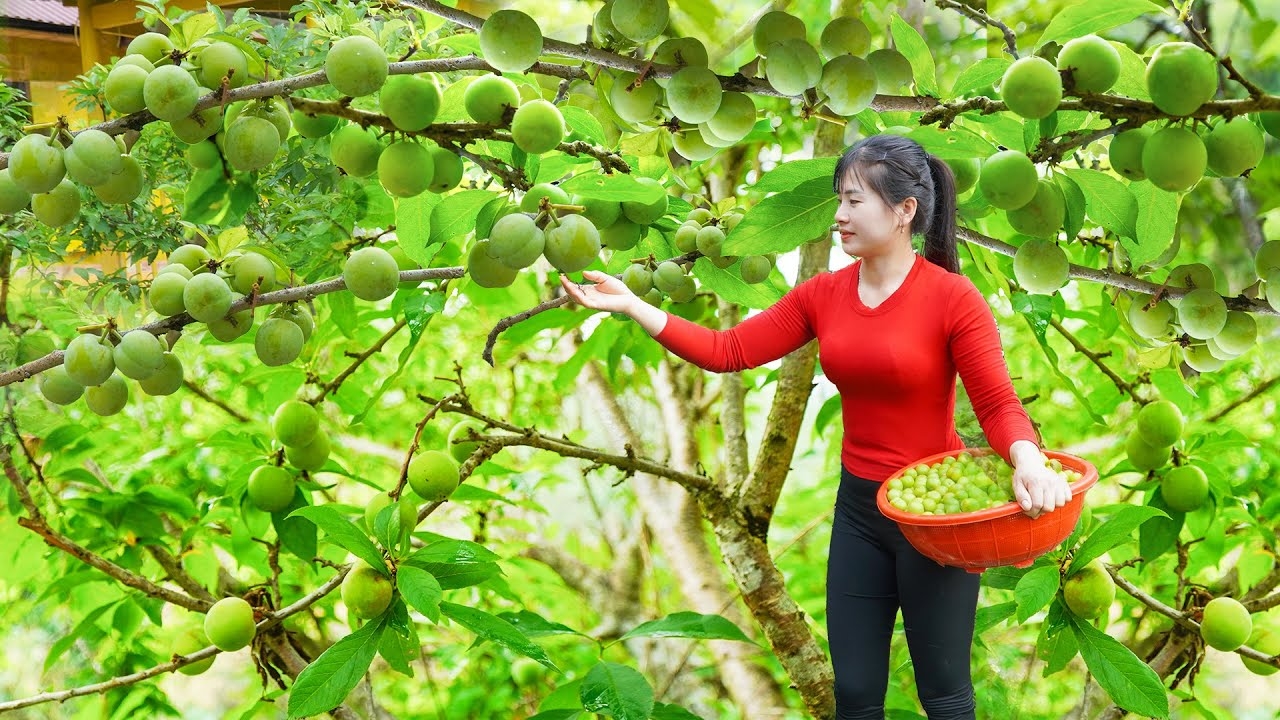 Собираю сливы в саду и продаю на рынке. Готовлю корм для свиней. Нхат. Вьетнам