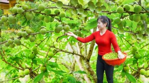 Собираю сливы в саду и продаю на рынке. Готовлю корм для свиней. Нхат. Вьетнам