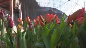 Читинец вырастил 15 тысяч тюльпанов за четыре месяца