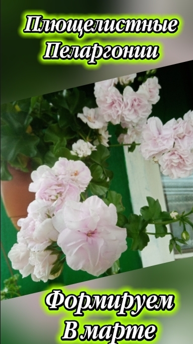 Обрезка плющелистной пеларгонии в марте и укоренение черенков.