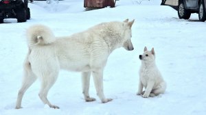 Злата с щенком