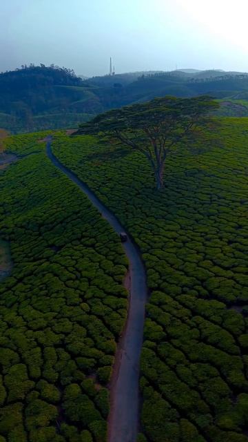 Живописные чайные плантации в Идукки, Керала