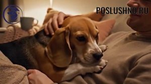 Как ЛУЧШЕ Понимать Свою Собаку Объяснение Языка Тела Собак