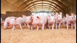 Большое свинство. 23.02.26.