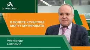 Картофель командируют в космос: ученые ВНИИКР готовят эксперимент