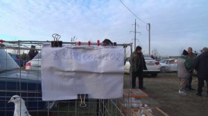 Птичий рынок. Усть-Лабинск (Хатукай). [01.03.2026]