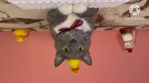 Preview 2 KOTIYNETSTUFF V1