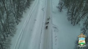 Пропавший табун лошадей в Башкирии разыскали с помощью беспилотников