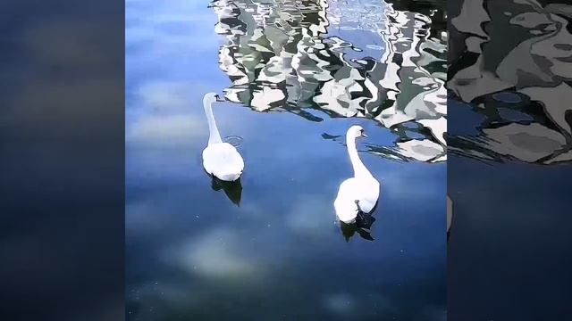 Swan.mp4