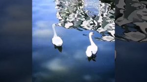 Swan.mp4