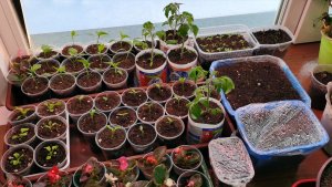 Обзор всей рассады на 3 марта сезон 2026! План посевов на выходные.