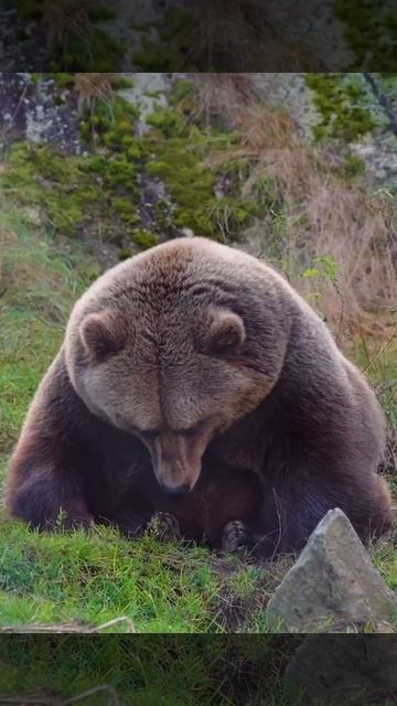 Ми⁭шка ложится на отдых