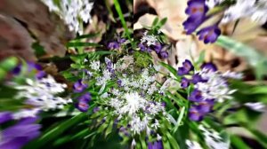 Видеофоны! Видеофон Подснежники 13! Футаж от Киностудии Мудрого Кота Тимофея!