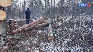 В Кировской области вынесли приговор за незаконную рубку леса
