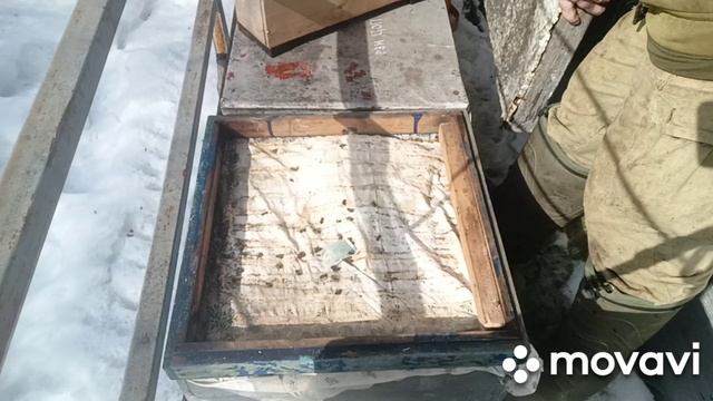 2 марта, обстановка на пасеке.