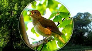 Пение соловья в лесу. Утреннее пение соловья. Поет соловей. Пение птиц для расслабления с природой