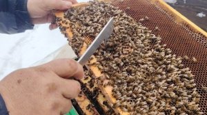 Причина гибели семьи пчёл.