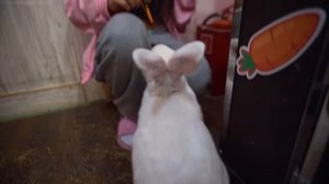 СДЕЛАЛИ ДЕНЬ МЕЧТЫ НАШИМ ДЕВОЧКАМ из ХАУСА — Видео от AdrenalinHouse