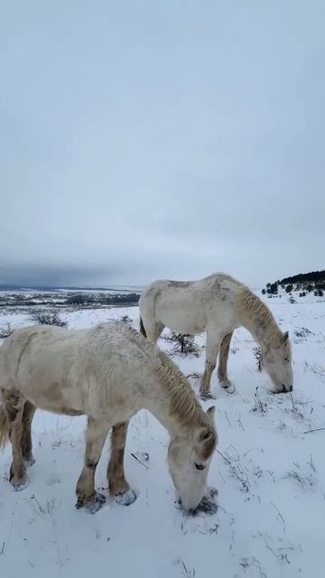 Зимняя сказка у подножья Белой скалы, Крым