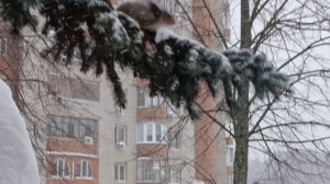 Белочка на бродвее