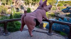 скульптура свиньи..  которая танцует..