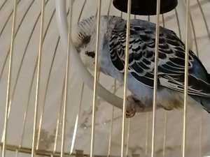 птички синички