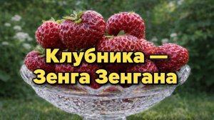 Клубника Зенга Зенгана — хит для вашего огорода и сада
